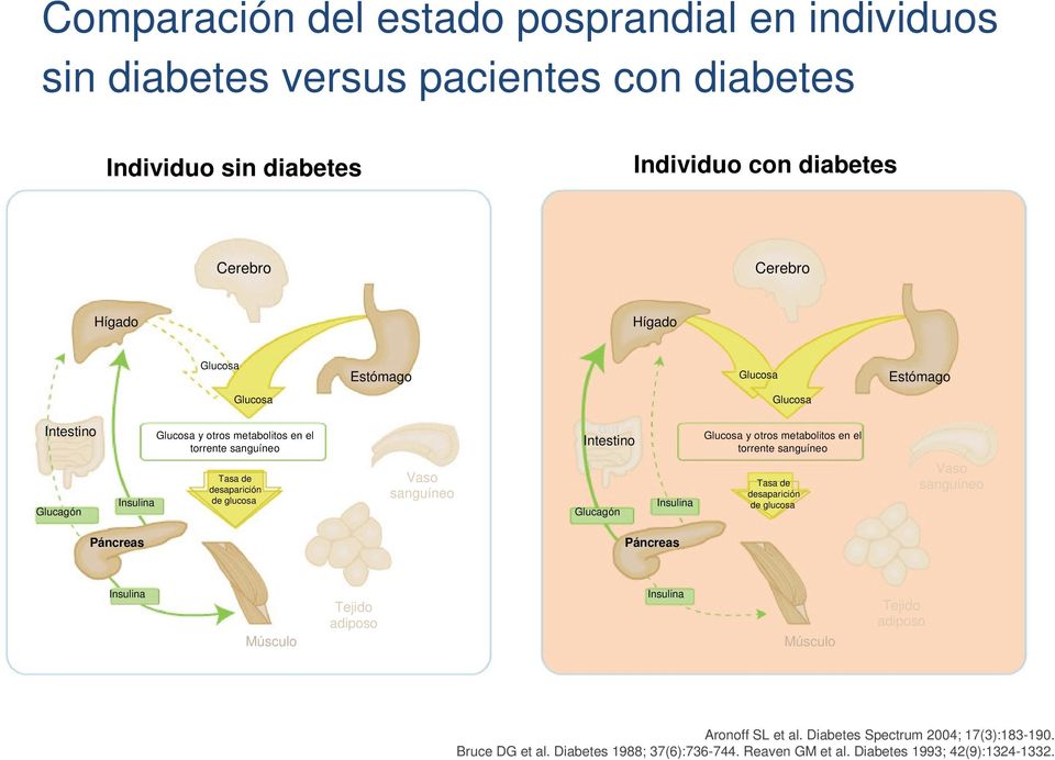 Intestino Glucagón Insulina Glucosa y otros metabolitos en el torrente sanguíneo Tasa de desaparición de glucosa Vaso sanguíneo Páncreas Páncreas Insulina Músculo Tejido adiposo