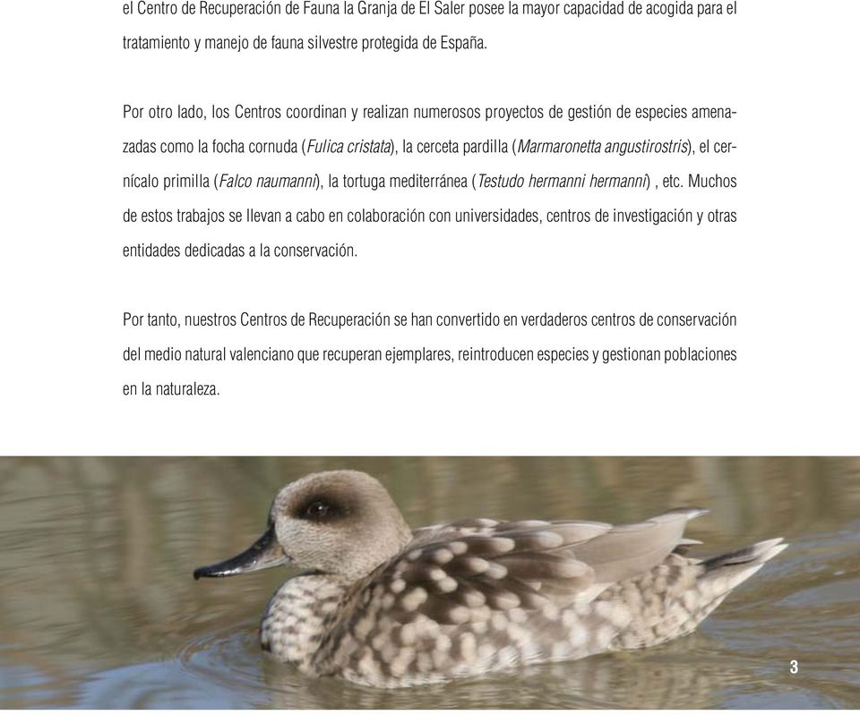 cernícalo primilla (Falco naumanni), la tortuga mediterránea (Testudo hermanni hermanni), etc.