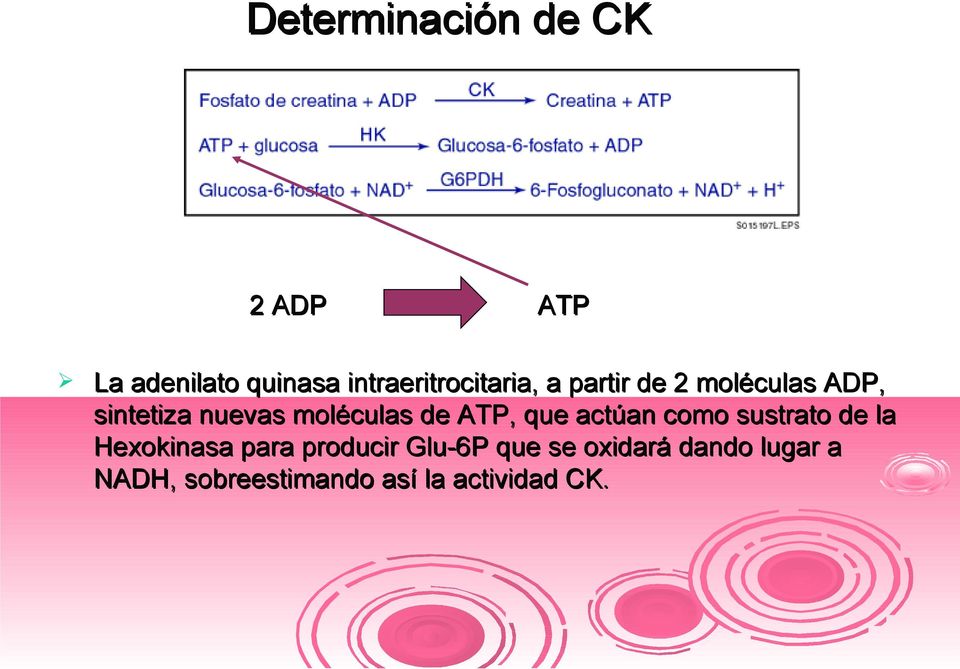 moléculas de ATP, que actúan como sustrato de la Hexokinasa para
