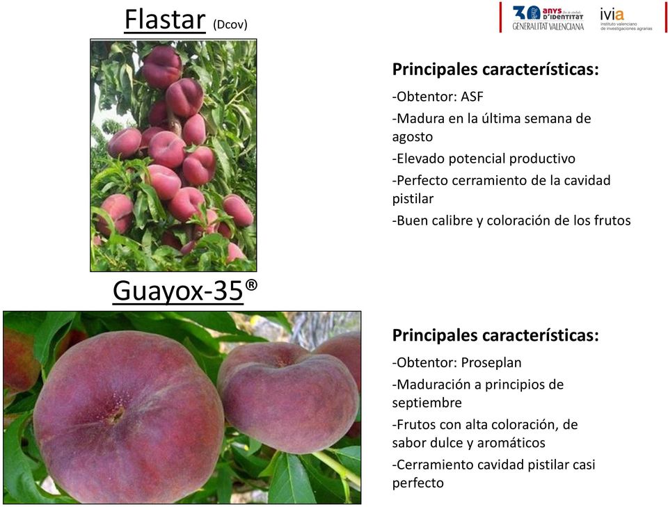 los frutos Guayox-35 -Obtentor: Proseplan -Maduración a principios de septiembre -Frutos