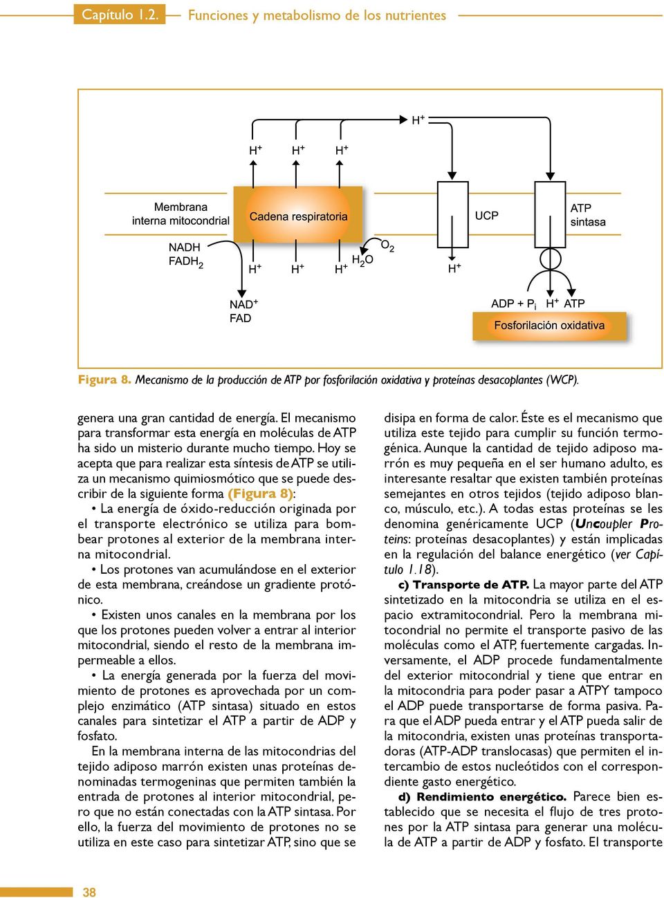 Hoy se acepta que para realizar esta síntesis de ATP se utiliza un mecanismo quimiosmótico que se puede describir de la siguiente forma (Figura 8): La energía de óxido-reducción originada por el