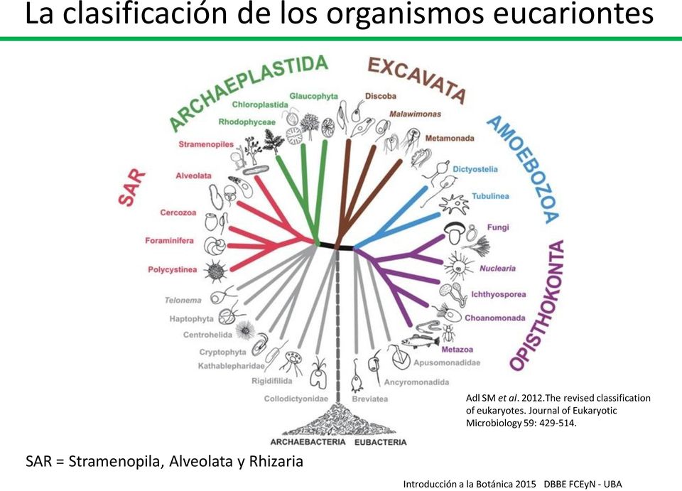 The revised classification of eukaryotes.