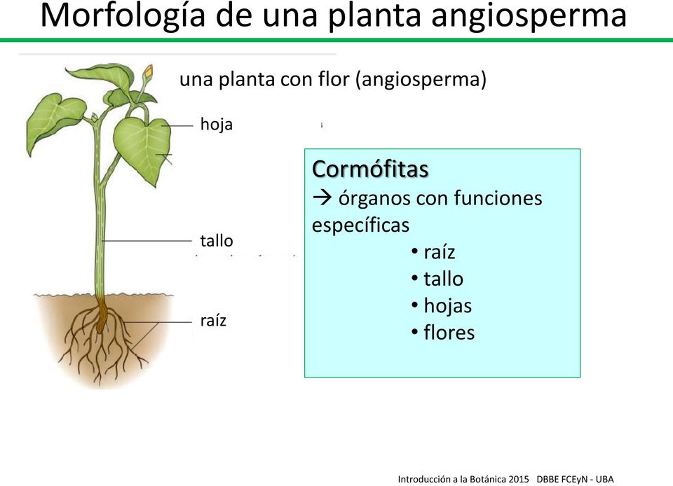 tallo raíz Cormófitas órganos con