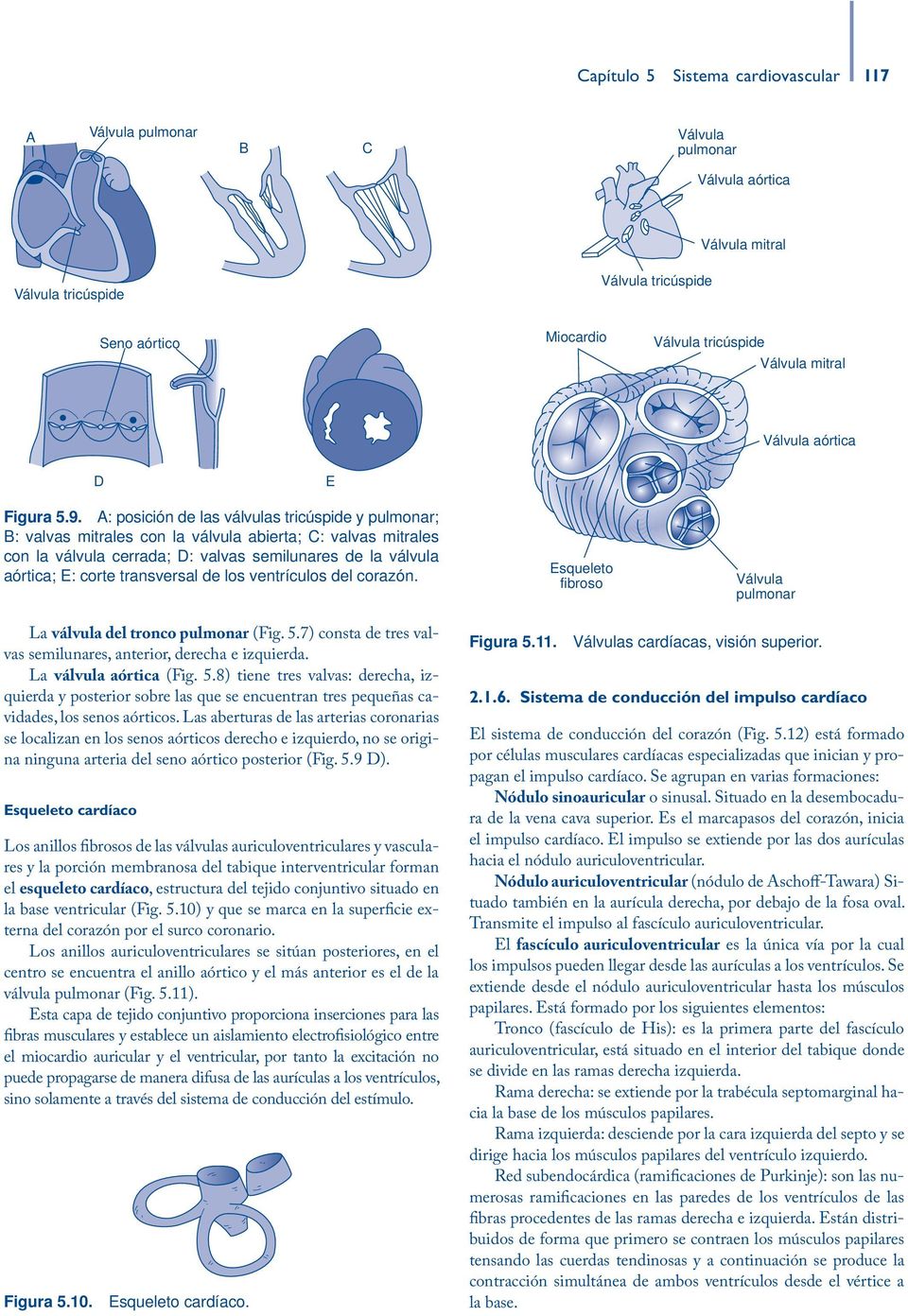 A: posición de las válvulas tricúspide y pulmonar; B: valvas mitrales con la válvula abierta; C: valvas mitrales con la válvula cerrada; D: valvas semilunares de la válvula aórtica; E: corte