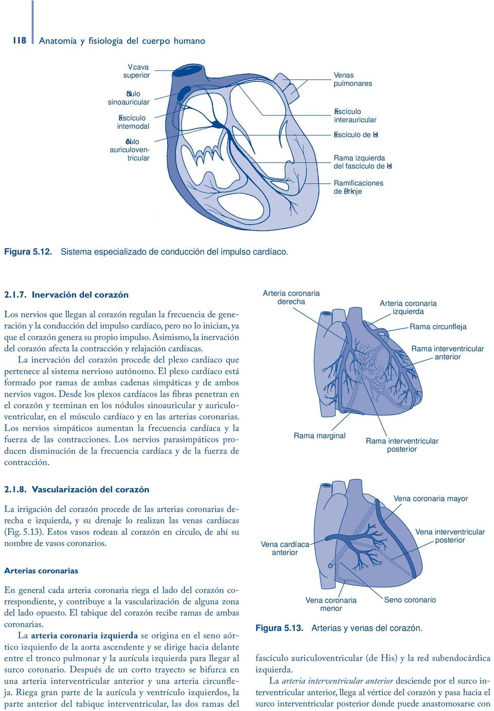 Purkinje Figura 5.12. Sistema especializado de conducción del impulso cardíaco. 2.1.7.