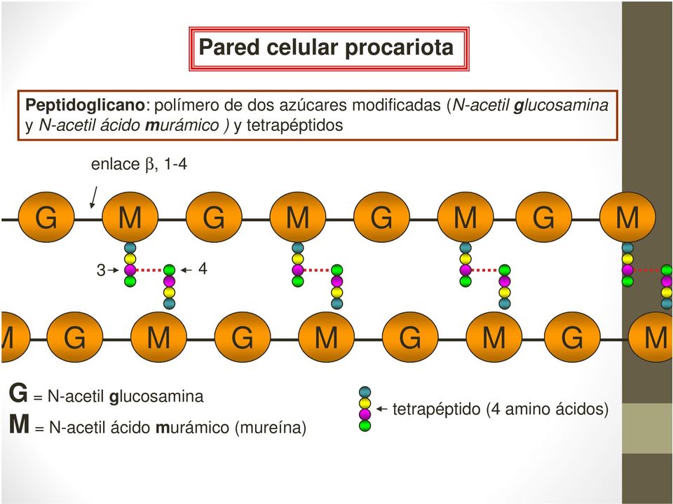 tetrapéptidos enlace β, 1-4 G M G M G M G M 3 4 M G M G M G M G M G =