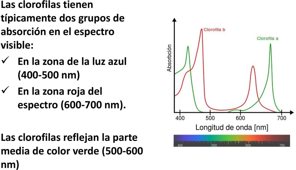 500 nm) En la zona roja del espectro (600 700 nm).