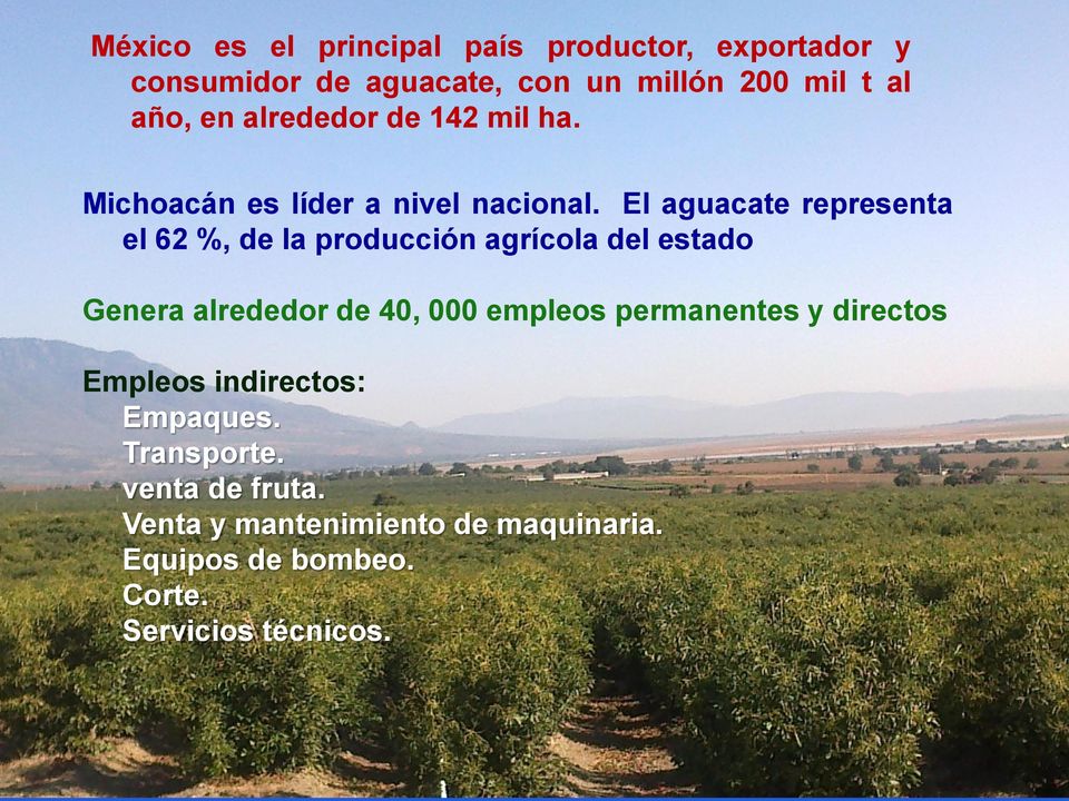 El aguacate representa el 62 %, de la producción agrícola del estado Genera alrededor de 40, 000 empleos