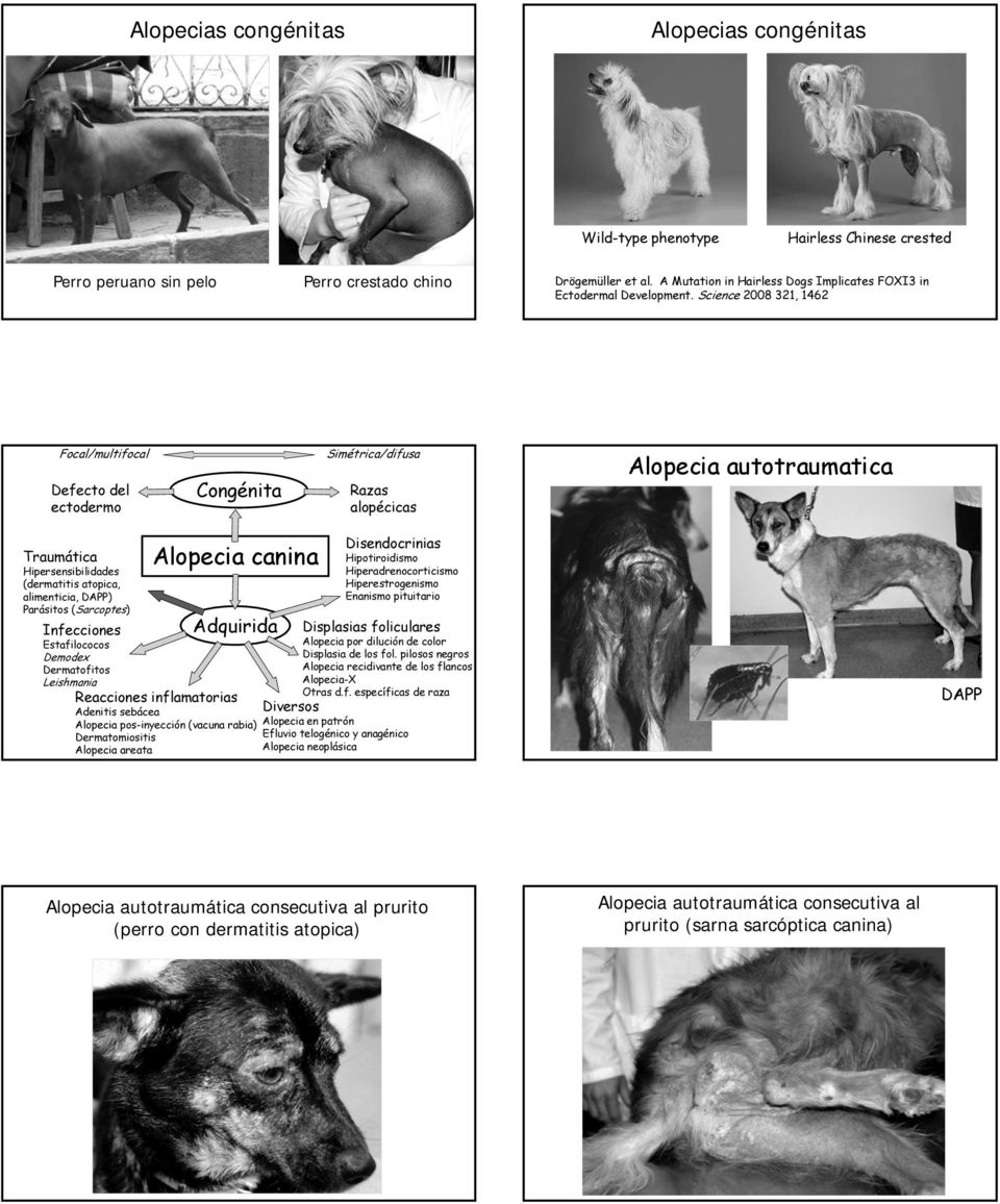 Science 2008 321, 1462 Focal/multifocal Defecto del ectodermo Congénita Simétrica/difusa Razas alopécicas Alopecia autotraumatica Disendocrinias Traumática Alopecia canina Hipotiroidismo