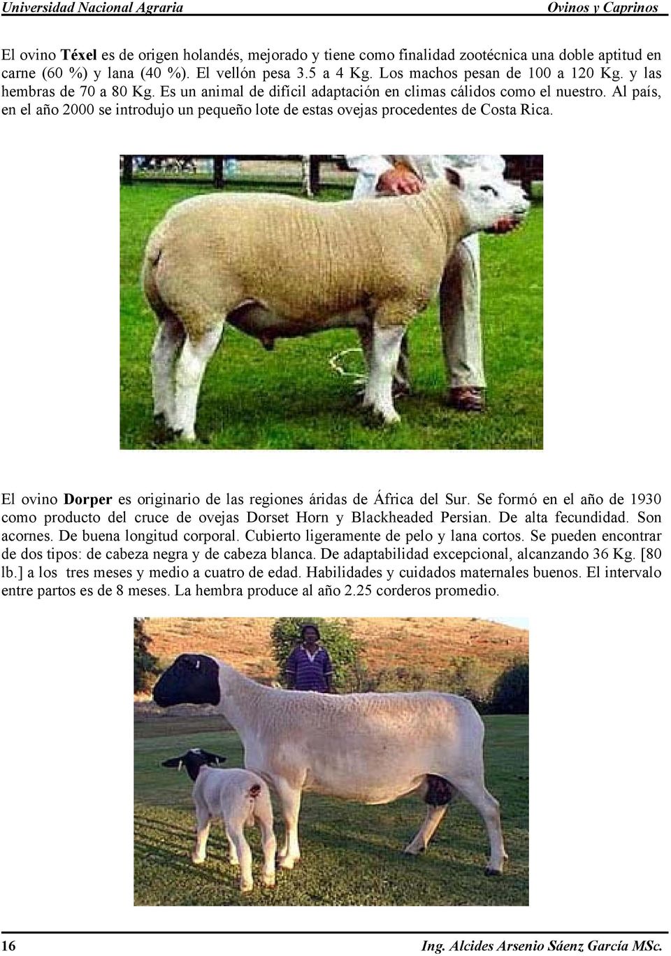 Al país, en el año 2000 se introdujo un pequeño lote de estas ovejas procedentes de Costa Rica. El ovino Dorper es originario de las regiones áridas de África del Sur.