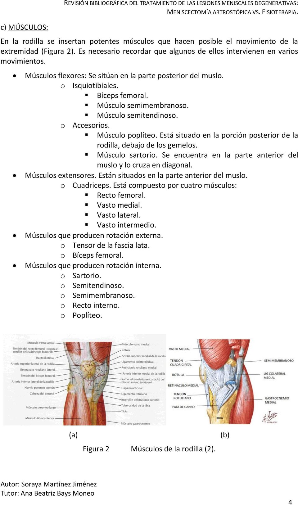 Músculo semitendinoso. o Accesorios. Músculo poplíteo. Está situado en la porción posterior de la rodilla, debajo de los gemelos. Músculo sartorio.