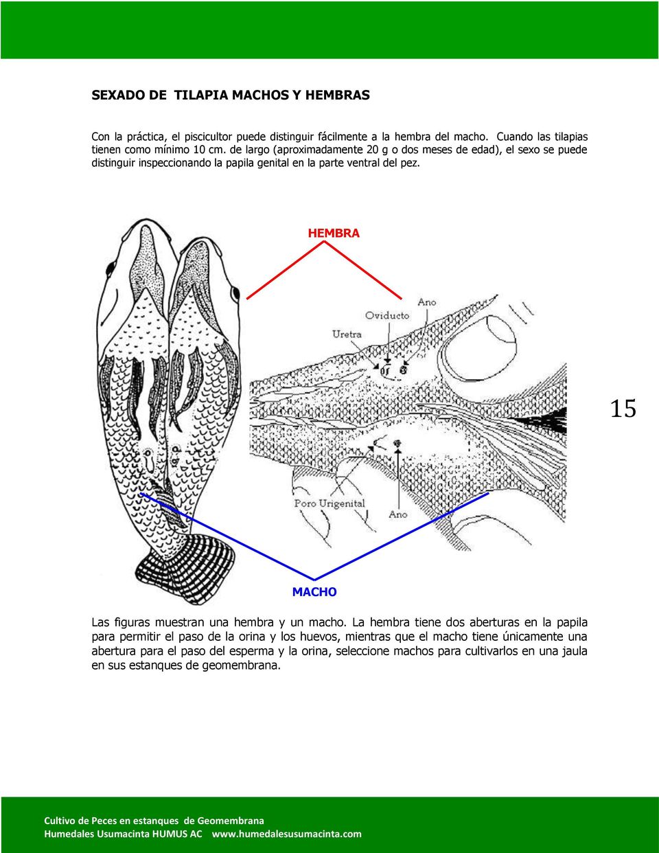 de largo (aproximadamente 20 g o dos meses de edad), el sexo se puede distinguir inspeccionando la papila genital en la parte ventral del pez.