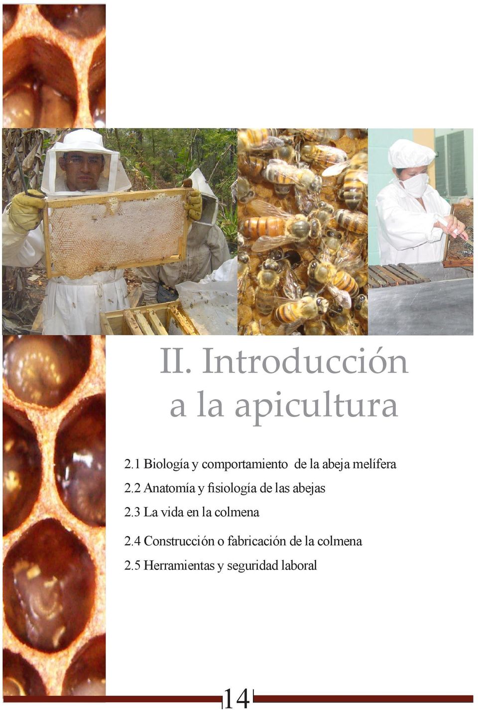 2 anatomía y fisiología de las abejas 2.