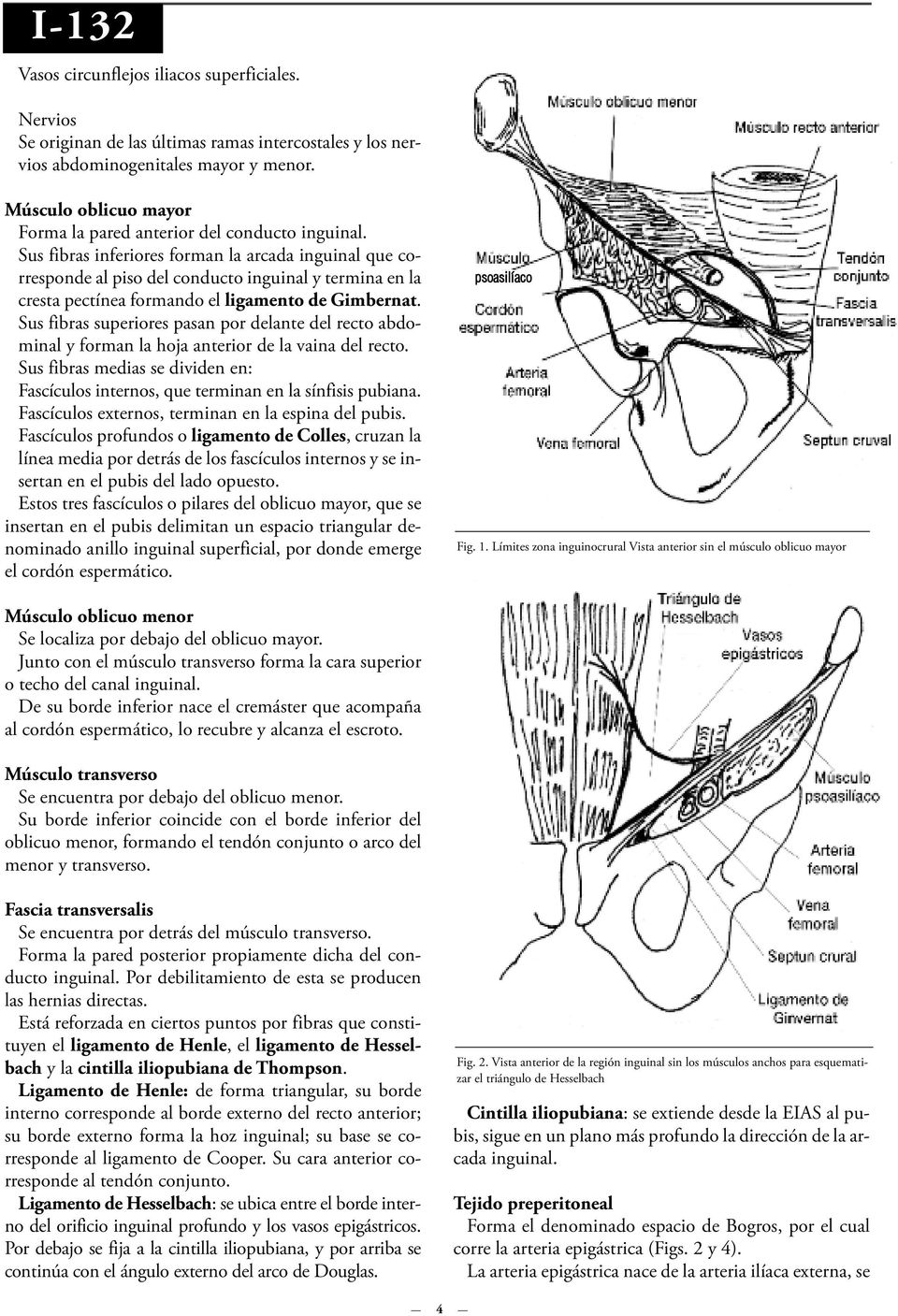 Sus fibras inferiores forman la arcada inguinal que corresponde al piso del conducto inguinal y termina en la cresta pectínea formando el ligamento de Gimbernat.
