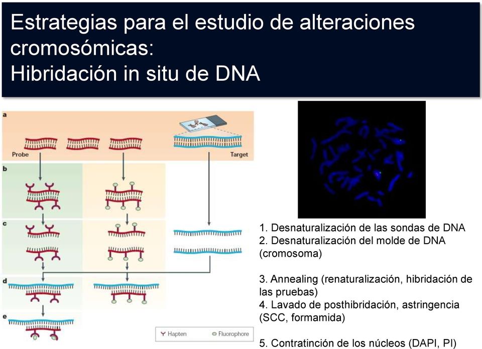 Desnaturalización del molde de DNA (cromosoma) 3.