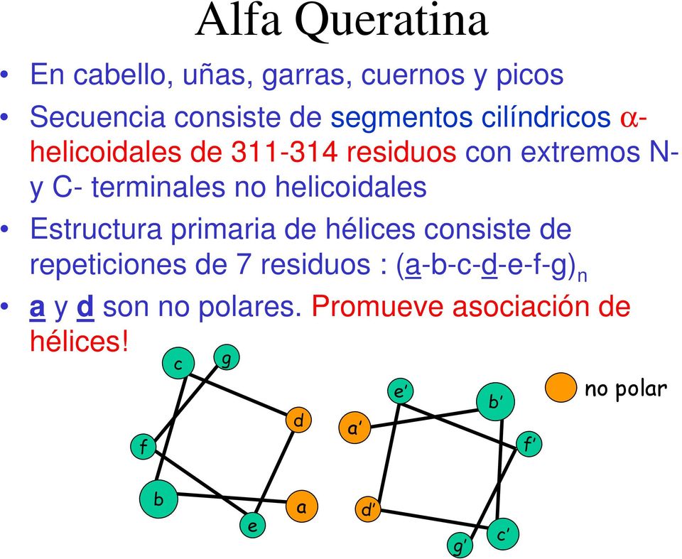 helicoidales Estructura primaria de hélices consiste de repeticiones de 7 residuos :