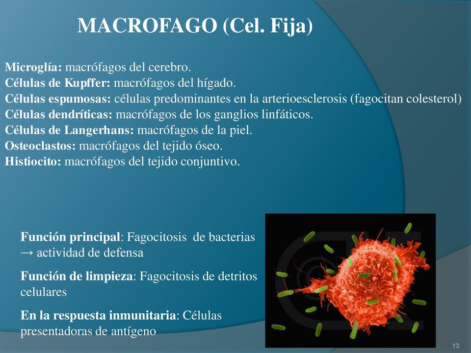 linfáticos. Células de Langerhans: macrófagos de la piel. Osteoclastos: macrófagos del tejido óseo.