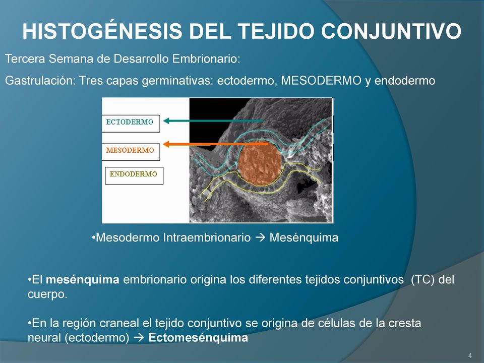 mesénquima embrionario origina los diferentes tejidos conjuntivos (TC) del cuerpo.