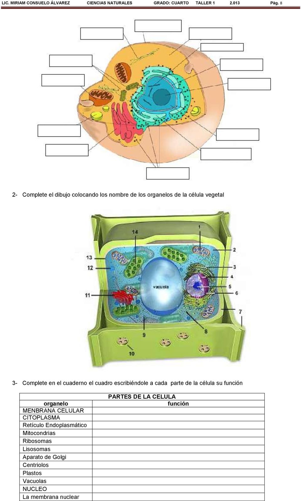 el cuadro escribiéndole a cada parte de la célula su función organelo MENBRANA CELULAR CITOPLASMA Retículo