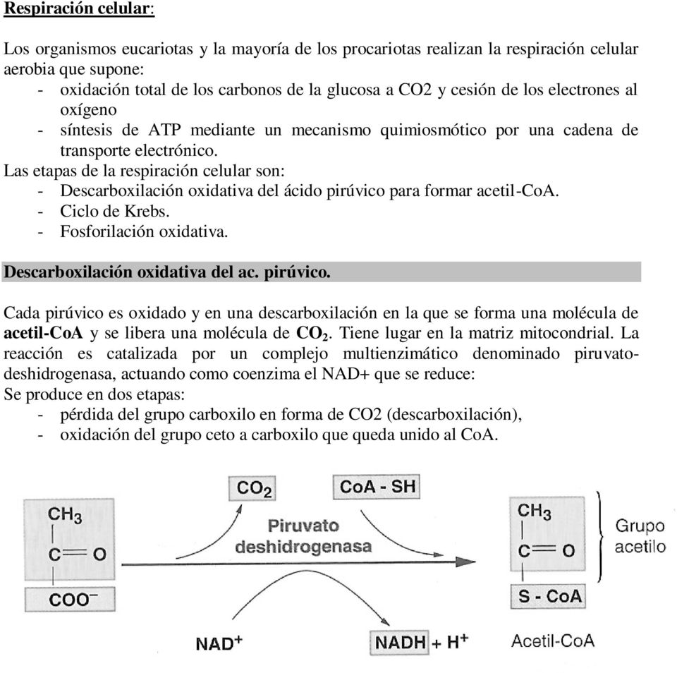 Las etapas de la respiración celular son: - Descarboxilación oxidativa del ácido pirúvico para formar acetil-coa. - Ciclo de Krebs. - Fosforilación oxidativa. Descarboxilación oxidativa del ac.