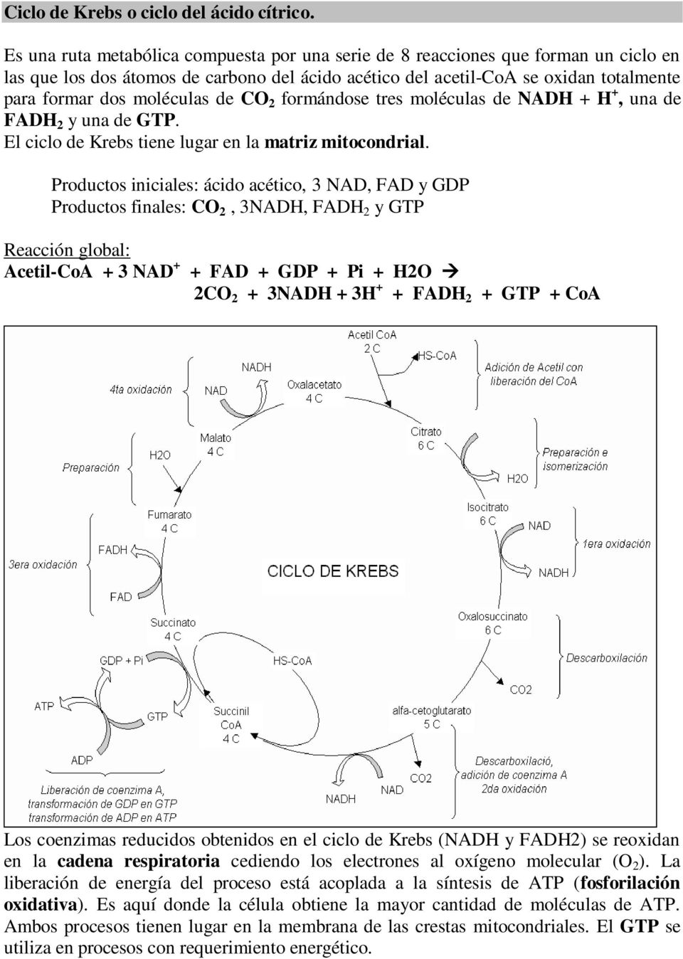 de CO 2 formándose tres moléculas de NADH + H +, una de FADH 2 y una de GTP. El ciclo de Krebs tiene lugar en la matriz mitocondrial.