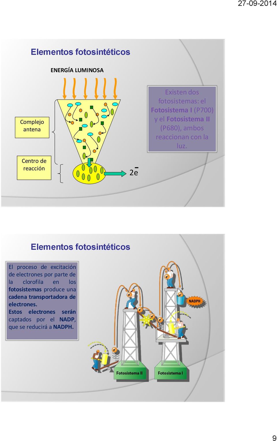 Centro de reacción 2ē Elementos fotosintéticos El proceso de excitación de electrones por parte de la