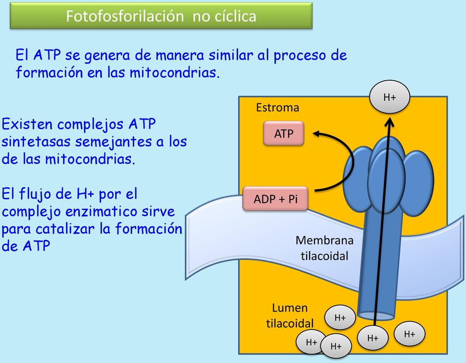 Existen complejos ATP sintetasas semejantes a los de las mitocondrias.