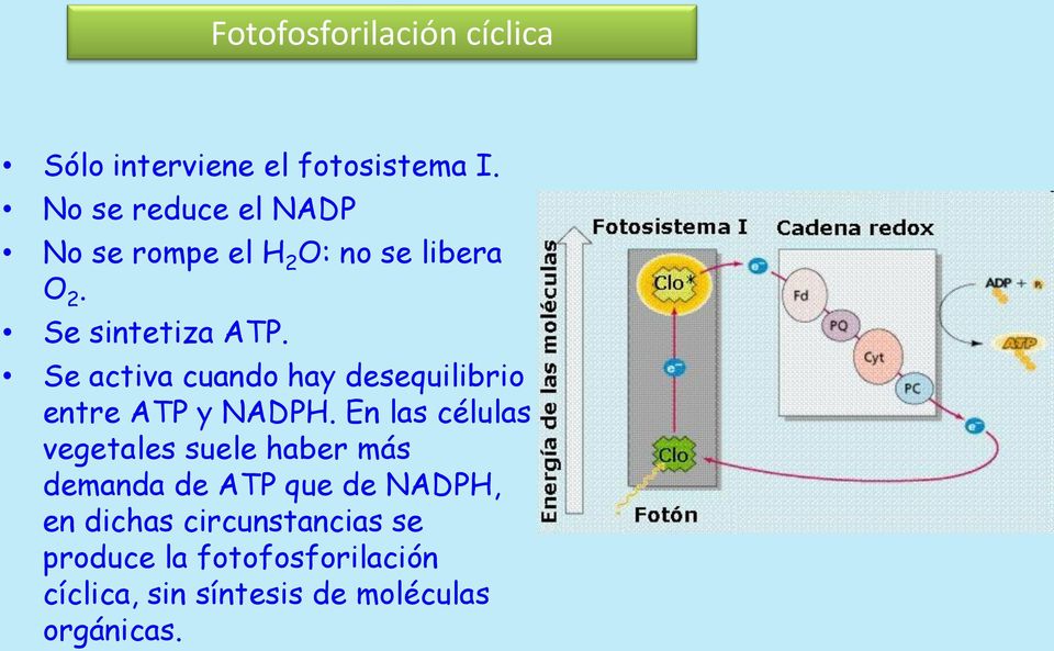 Se activa cuando hay desequilibrio entre ATP y NADPH.