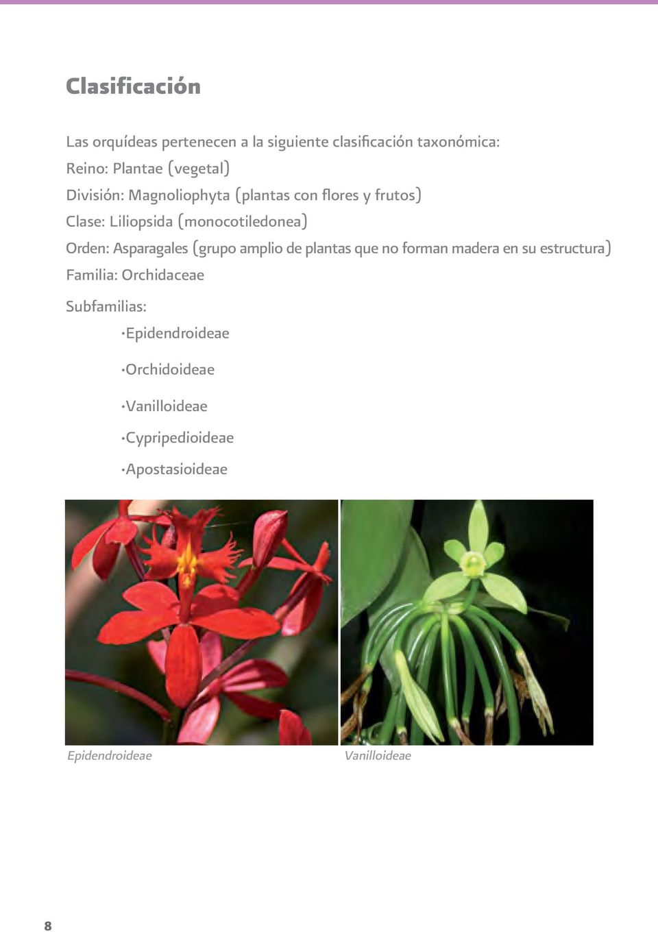 Orden: Asparagales (grupo amplio de plantas que no forman madera en su estructura) Familia: Orchidaceae