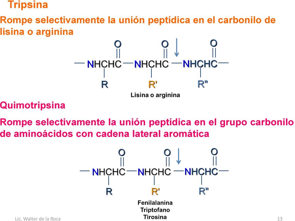 selectivamente la unión peptídica en el grupo carbonilo