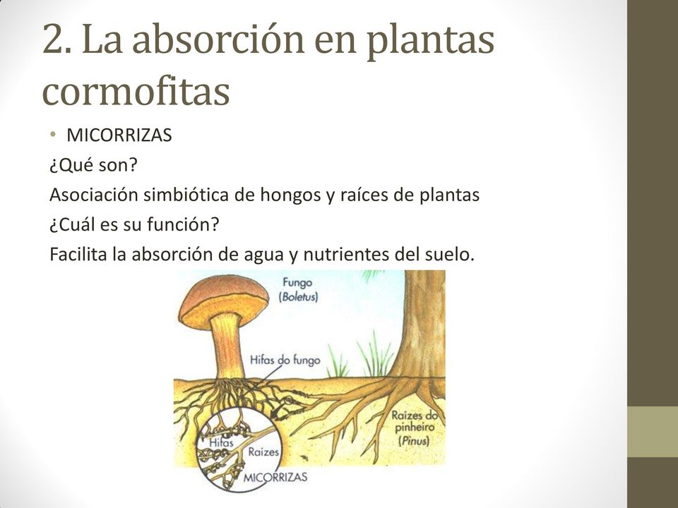 Asociación simbiótica de hongos y raíces de