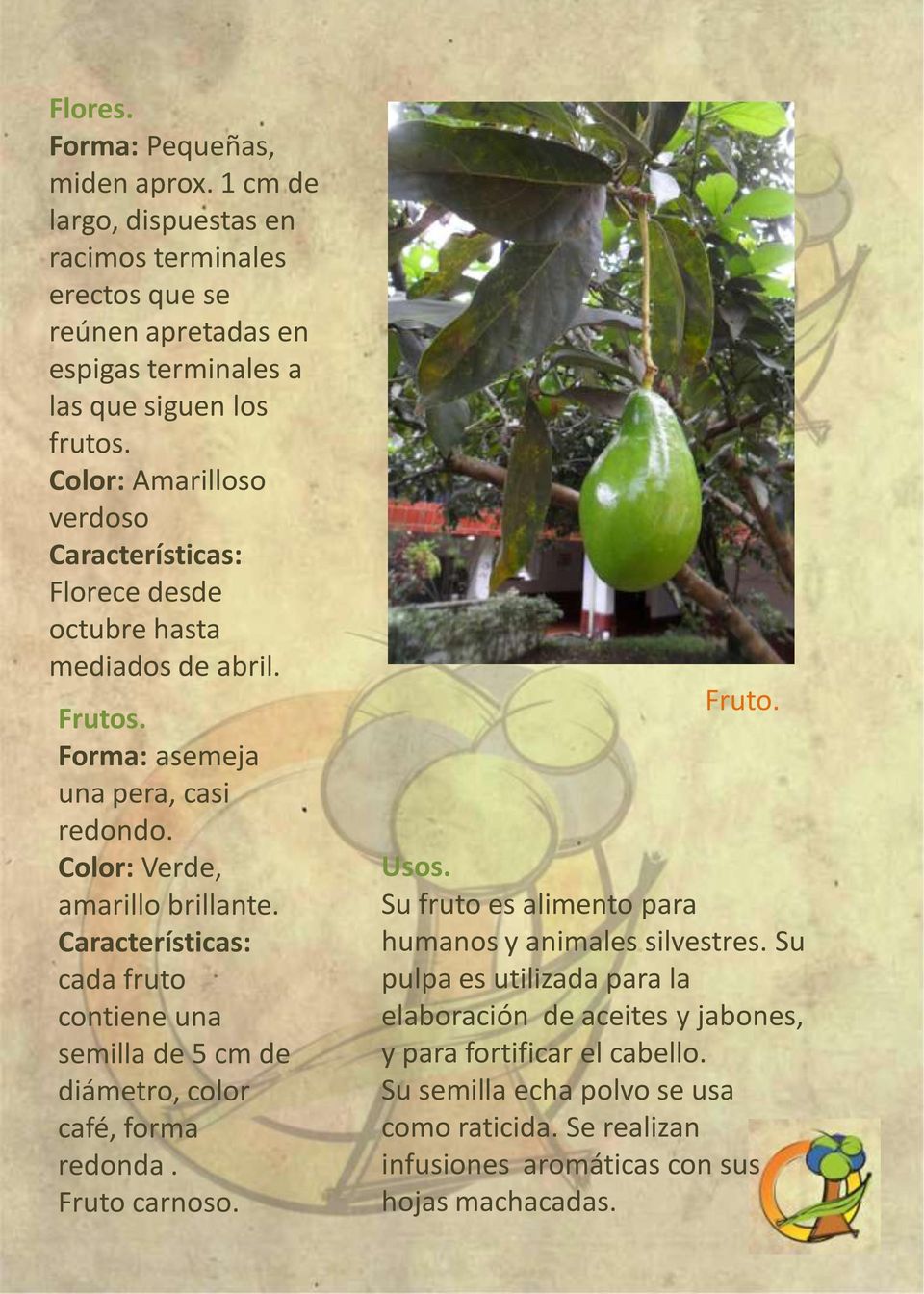 Características: cada fruto contiene una semilla de 5 cm de diámetro, color café, forma redonda. Fruto carnoso. Fruto. Usos.