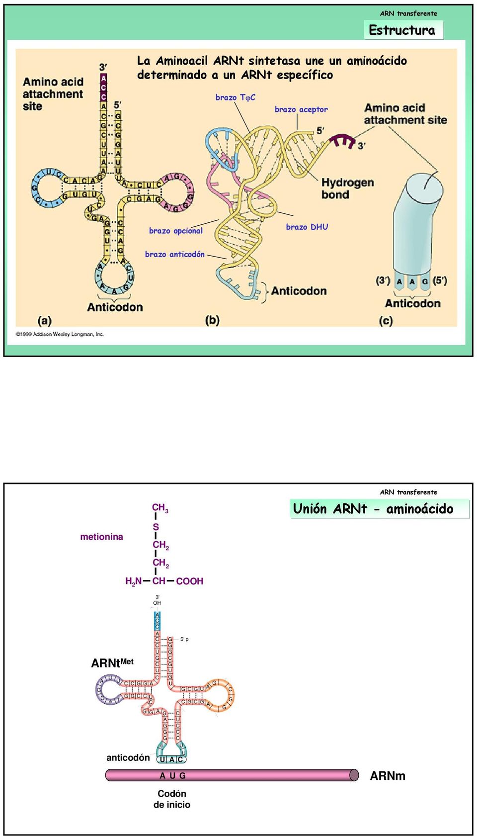 brazo DHU brazo anticodón metionina CH 3 S CH 2 ARN transferente Unión ARNt