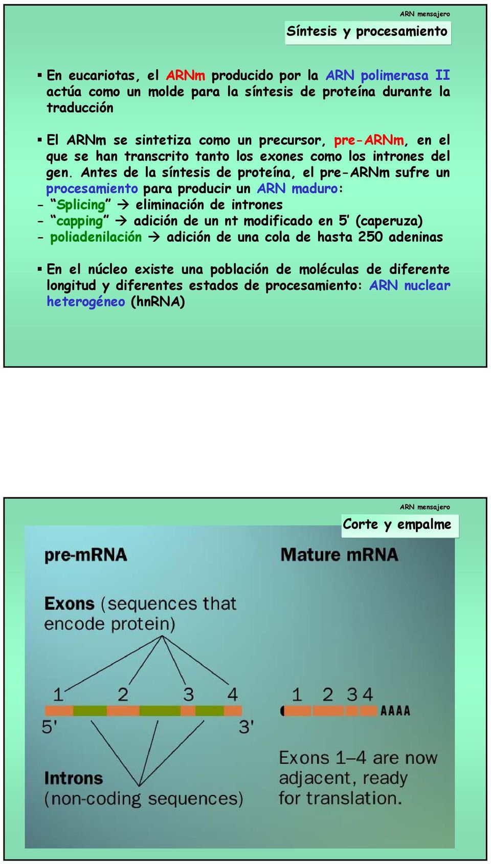 Antes de la síntesis de proteína, el pre-arnm sufre un procesamiento para producir un ARN maduro: - Splicing eliminación de intrones - capping adición de un nt modificado en 5