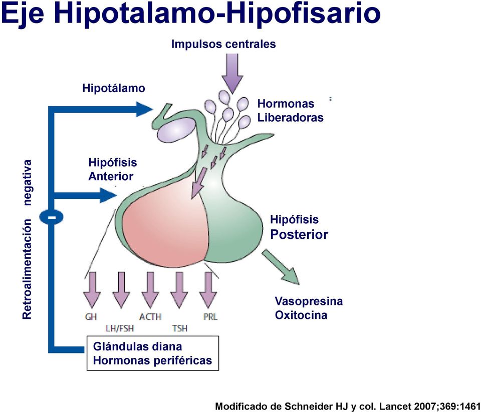Hipófisis Posterior Vasopresina Oxitocina Glándulas diana