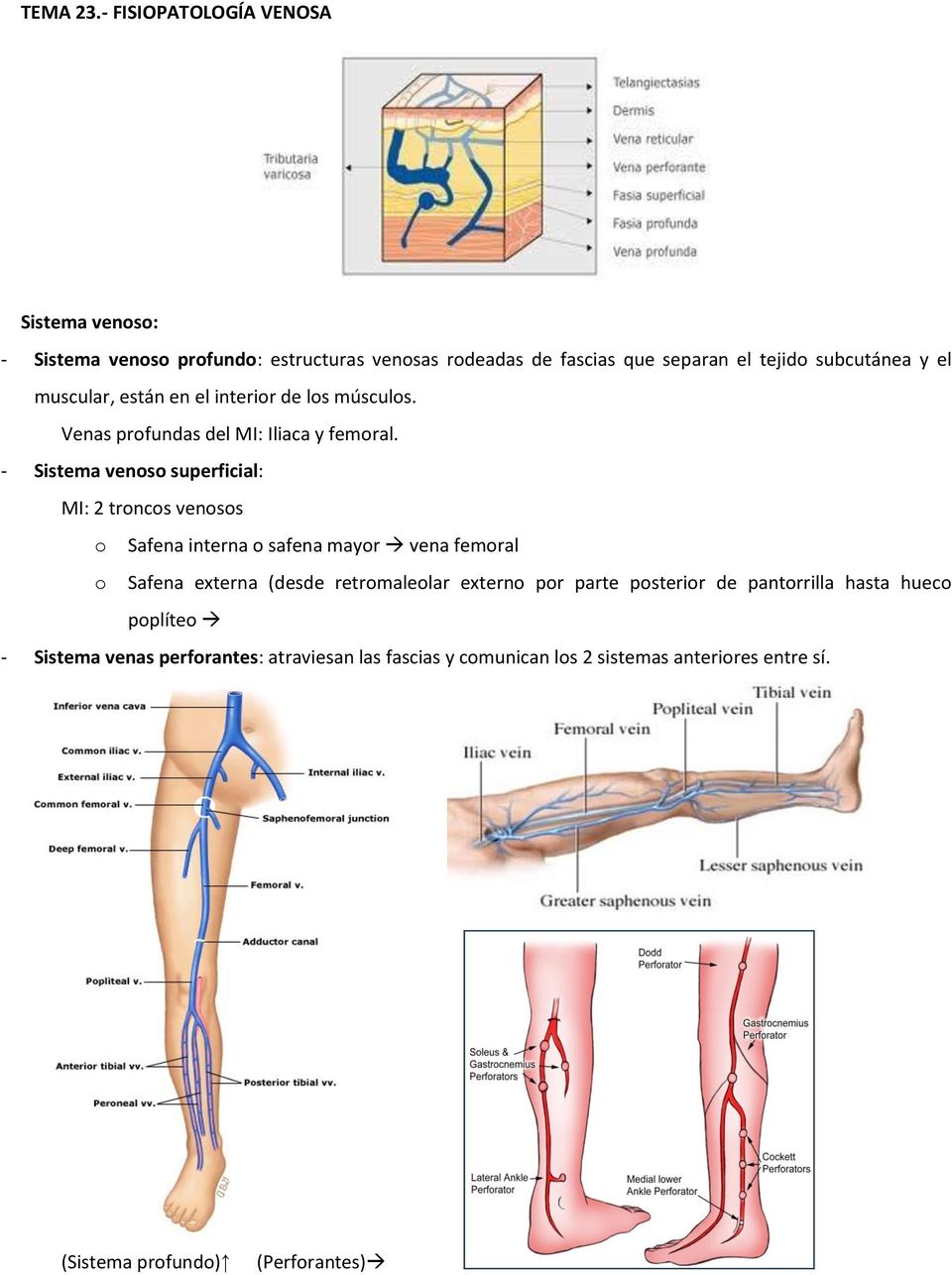 el muscular, están en el interior de los músculos. Venas profundas del MI: Iliaca y femoral.