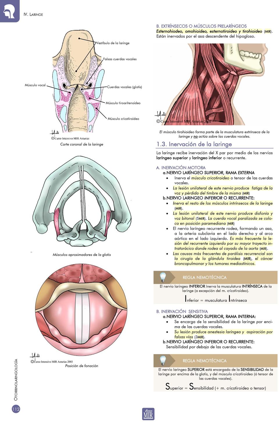 músculo tirohioideo forma parte de la musculatura extrínseca de la laringe y no actúa sobre las cuerdas vocales. 1.3.