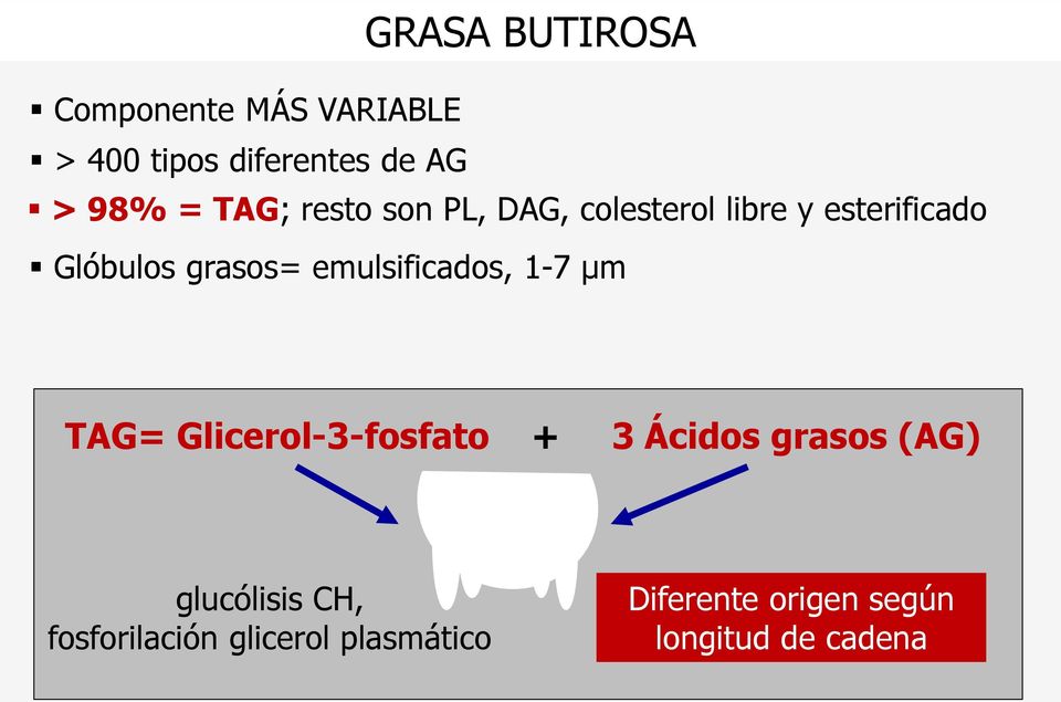 emulsificados, 1-7 µm TAG= Glicerol-3-fosfato + 3 Ácidos grasos (AG)