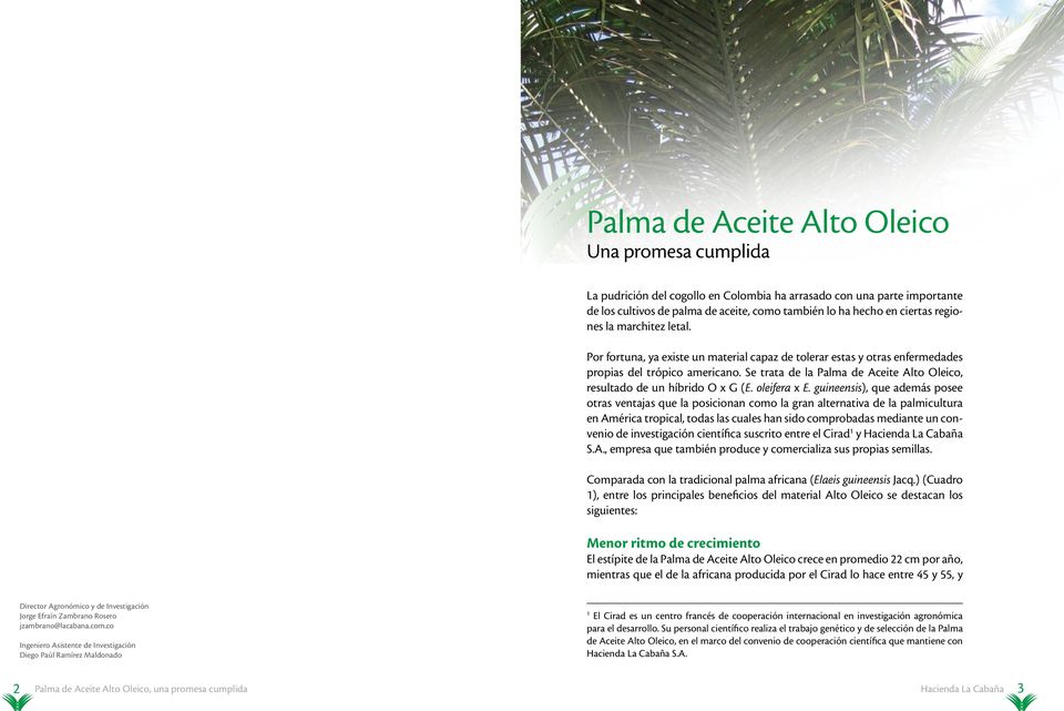 Se trata de la Palma de Aceite Alto Oleico, resultado de un híbrido O G (E. oleifera E.