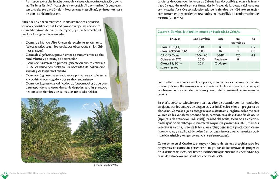 Hacienda La Cabaña mantiene un convenio de colaboración técnica y científica con el Cirad para clonar palmas de aceite en un laboratorio de cultivo de tejidos, que en la actualidad produce los