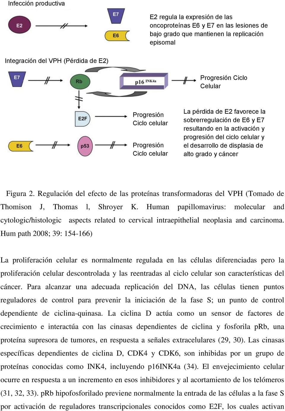 displasia de alto grado y cáncer Figura 2. Regulación del efecto de las proteínas transformadoras del VPH (Tomado de Thomison J, Thomas l, Shroyer K.