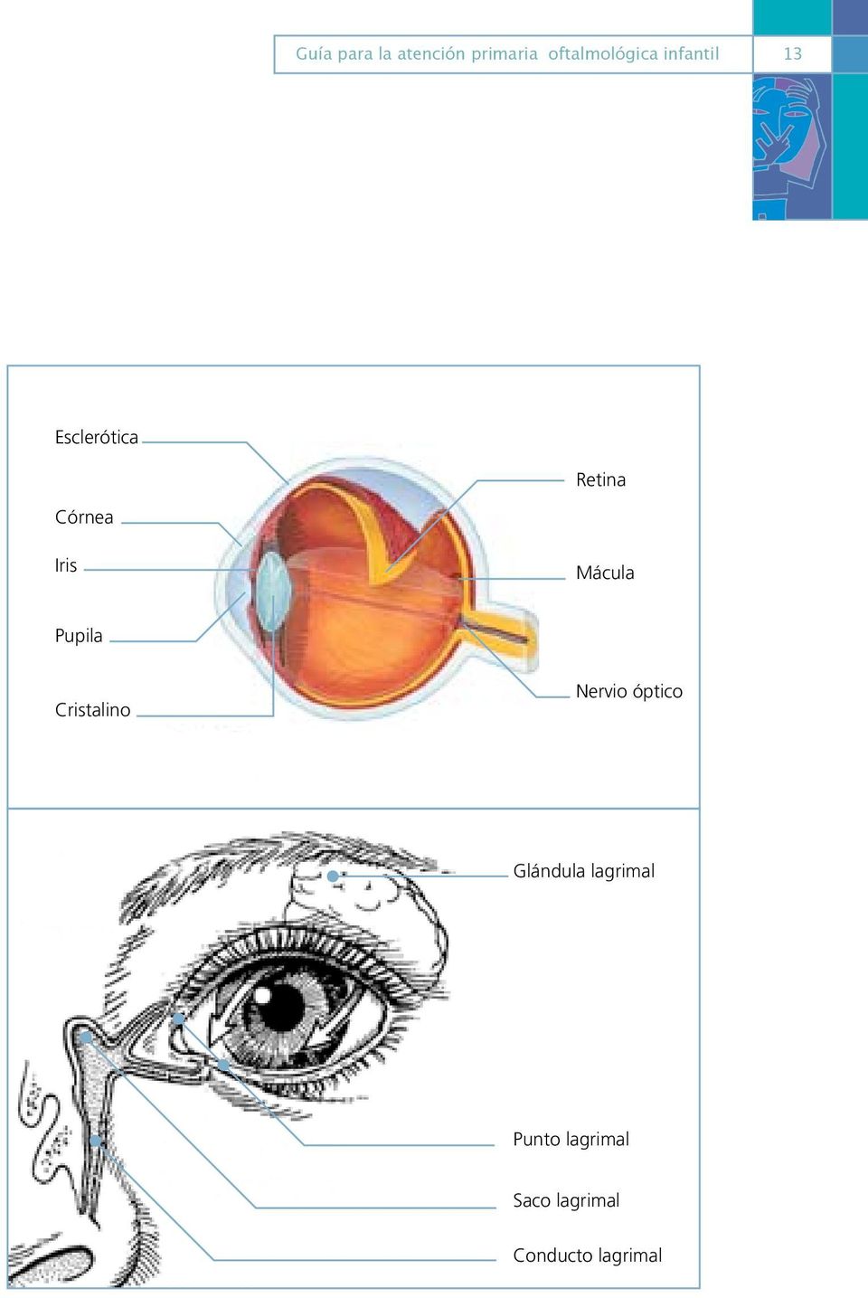Mácula Pupila Cristalino Nervio óptico Glándula