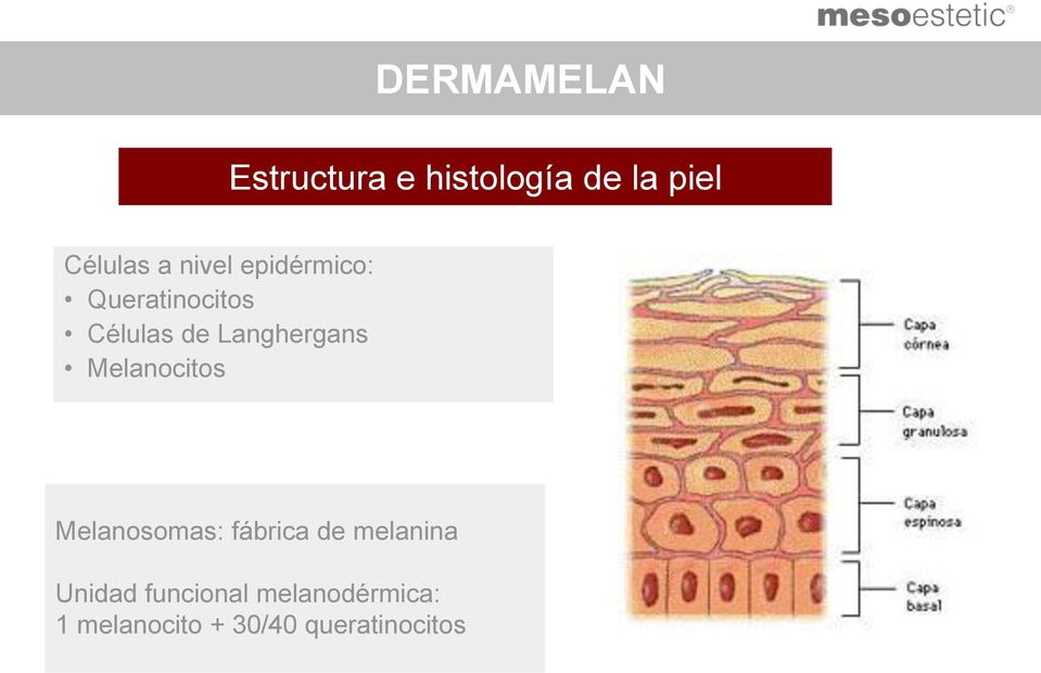 Melanocitos Melanosomas: fábrica de melanina Unidad