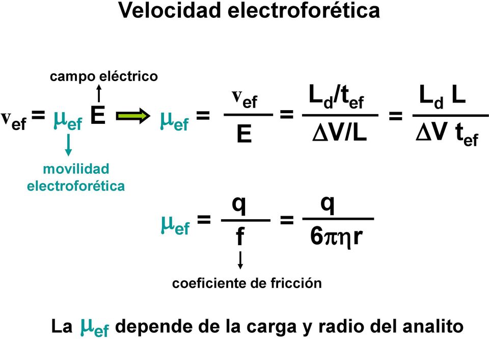 movilidad electroforética ef = q f = q 6p r