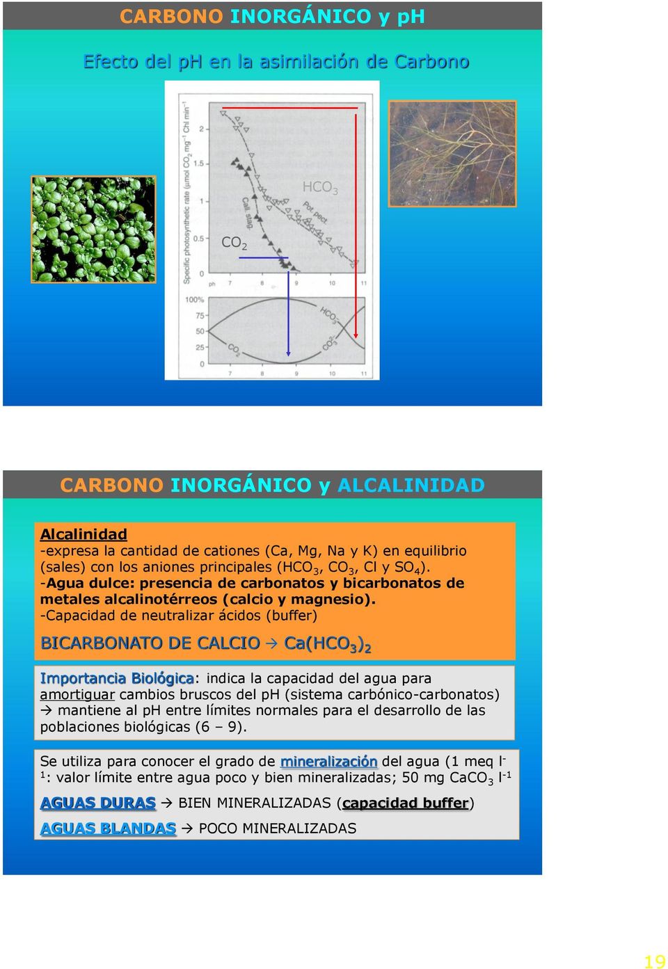 -Capacidad de neutralizar ácidos (buffer) BICARBONATO DE CALCIO Ca(HCO 3 ) 2 Importancia Biológica: indica la capacidad del agua para amortiguar cambios bruscos del ph (sistema carbónico-carbonatos)