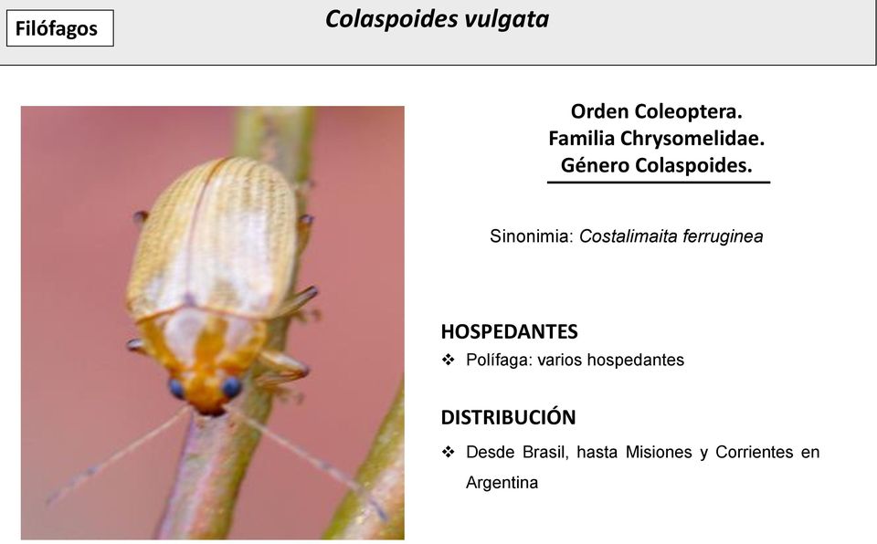 Sinonimia: Costalimaita ferruginea HOSPEDANTES