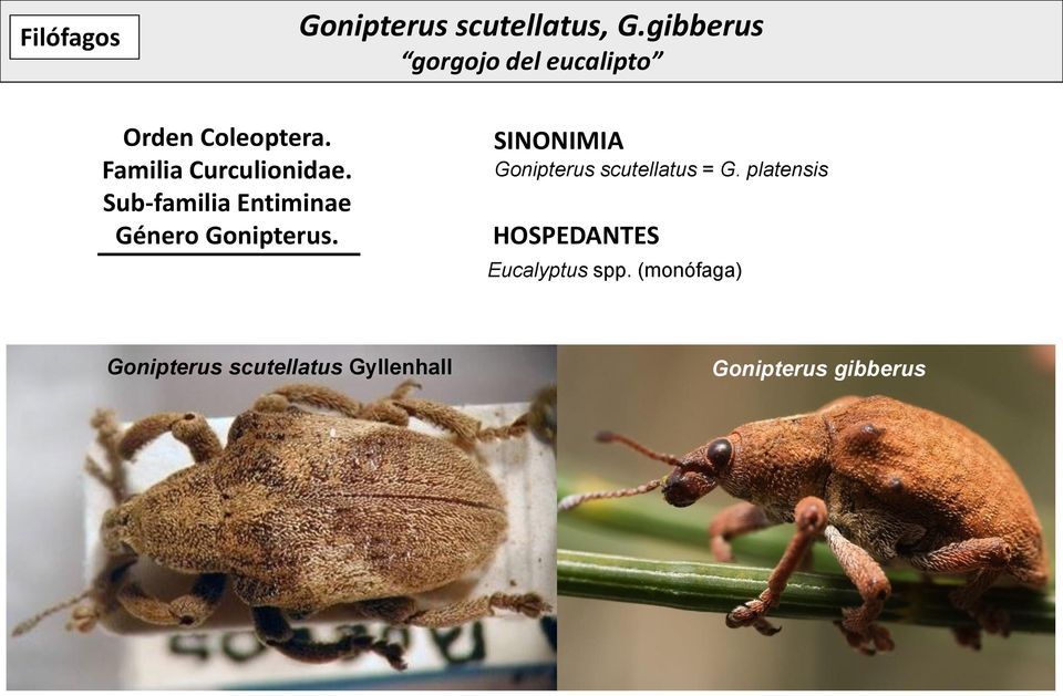 SINONIMIA Gonipterus scutellatus = G.