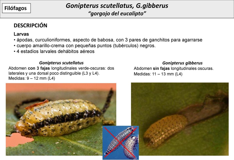 4 estadios larvales dehábitos aéreos Gonipterus scutellatus Abdomen con 3 fajas longitudinales verde-oscuras: