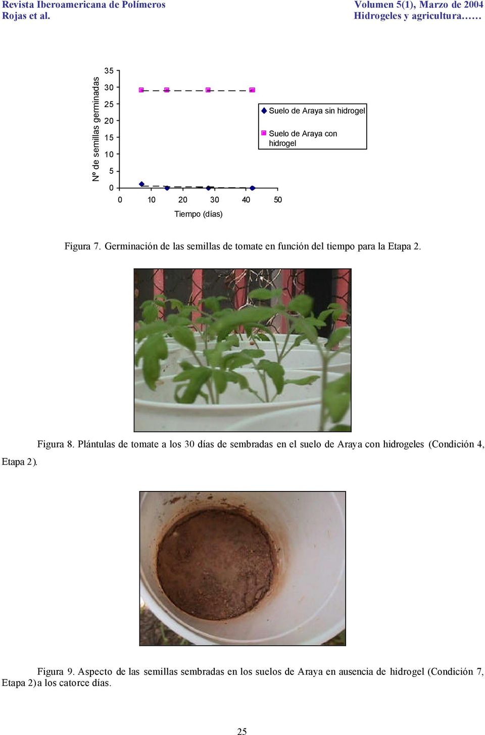 Figura 8. Plántulas de tomate a los 30 días de sembradas en el suelo de Araya con hidrogeles (Condición 4, Figura 9.