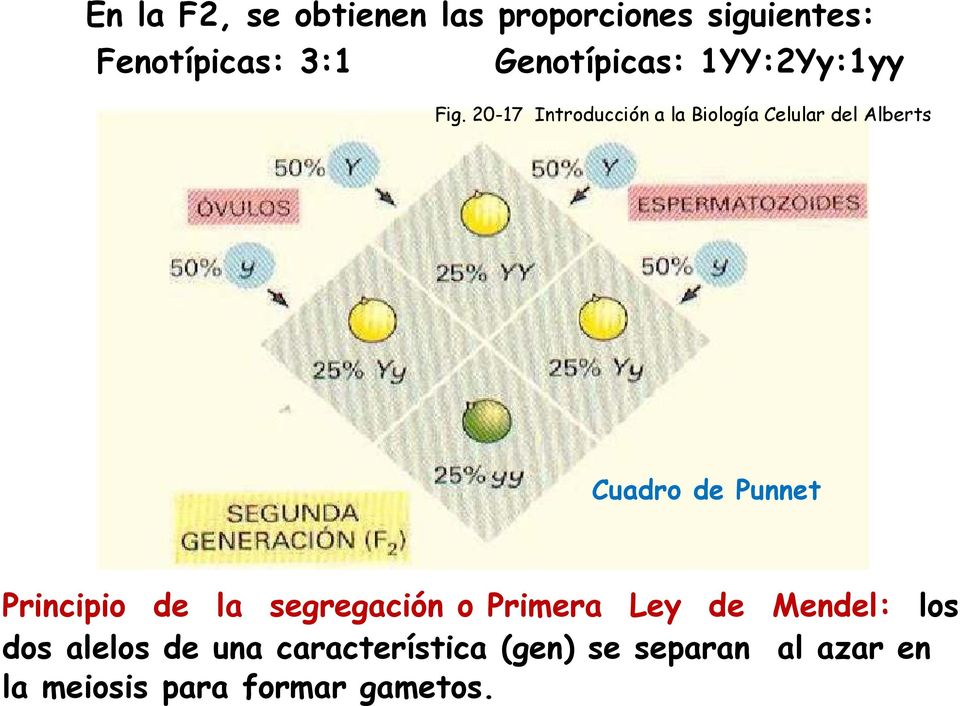 20-17 Introducción a la Biología Celular del Alberts Cuadro de Punnet Principio